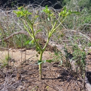 Datura stramonium at Paddys River, ACT - 31 Mar 2019