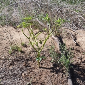 Datura stramonium at Paddys River, ACT - 31 Mar 2019