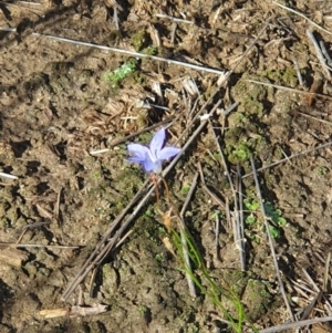 Wahlenbergia sp. at Paddys River, ACT - 31 Mar 2019 04:04 PM