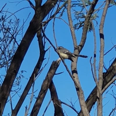 Rhipidura albiscapa (Grey Fantail) at Paddys River, ACT - 31 Mar 2019 by Speedsta