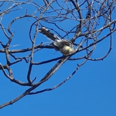 Rhipidura albiscapa at Paddys River, ACT - 31 Mar 2019