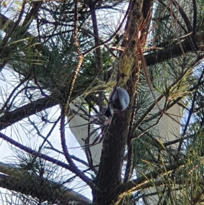 Trichonephila edulis (Golden orb weaver) at Queanbeyan West, NSW - 7 Apr 2019 by Speedsta