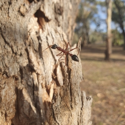 Myrmecia nigriceps (Black-headed bull ant) at Queanbeyan West, NSW - 7 Apr 2019 by Speedsta
