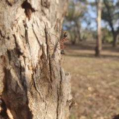 Myrmecia nigriceps at Queanbeyan West, NSW - 7 Apr 2019 04:24 PM