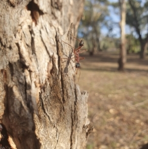 Myrmecia nigriceps at Queanbeyan West, NSW - 7 Apr 2019 04:24 PM