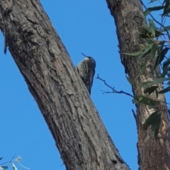 Cormobates leucophaea (White-throated Treecreeper) at Mount Jerrabomberra QP - 31 Mar 2019 by Speedsta