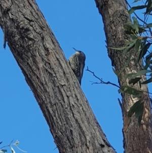 Cormobates leucophaea at Jerrabomberra, NSW - 1 Apr 2019