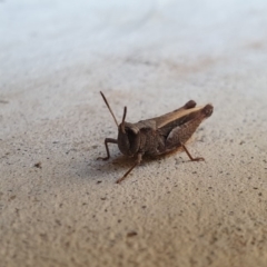 Cryptobothrus chrysophorus (Golden Bandwing) at Queanbeyan West, NSW - 11 Apr 2019 by Speedsta