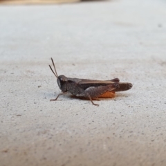 Cryptobothrus chrysophorus at Queanbeyan West, NSW - 11 Apr 2019 03:25 PM