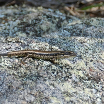 Eulamprus heatwolei (Yellow-bellied Water Skink) at Wapengo, NSW - 11 Apr 2019 by SueMuffler