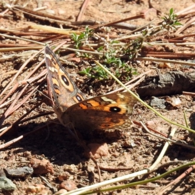 Junonia villida (Meadow Argus) at Molonglo Valley, ACT - 10 Apr 2019 by RodDeb