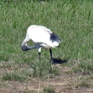 Threskiornis molucca at Molonglo Valley, ACT - 10 Apr 2019 12:42 PM