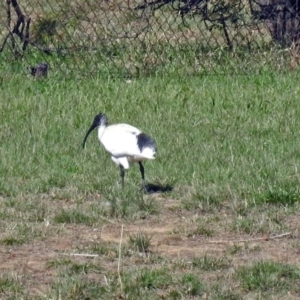 Threskiornis molucca at Molonglo Valley, ACT - 10 Apr 2019 12:42 PM