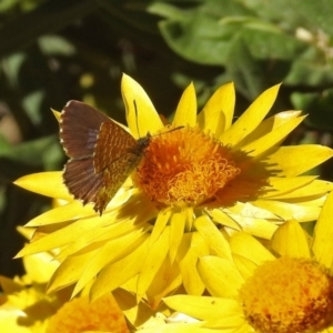 Theclinesthes serpentata at Acton, ACT - 10 Apr 2019