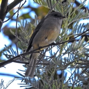 Pachycephala pectoralis at Hackett, ACT - 10 Apr 2019 02:57 PM