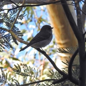 Pachycephala pectoralis at Hackett, ACT - 10 Apr 2019 02:57 PM