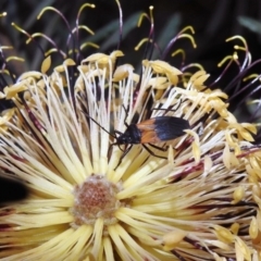 Oncopeltus (Oncopeltus) sordidus (Milk vine bug) at ANBG - 10 Apr 2019 by RodDeb