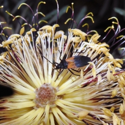 Oncopeltus (Oncopeltus) sordidus (Milk vine bug) at Hackett, ACT - 10 Apr 2019 by RodDeb