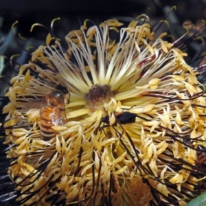 Oncopeltus (Oncopeltus) sordidus at Hackett, ACT - 10 Apr 2019