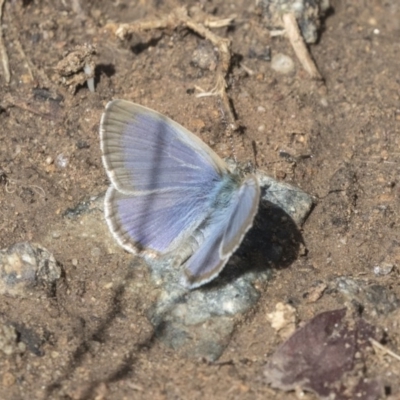 Zizina otis (Common Grass-Blue) at Higgins, ACT - 31 Mar 2019 by AlisonMilton