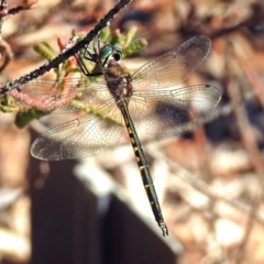 Hemicordulia australiae at Acton, ACT - 10 Apr 2019 01:10 PM