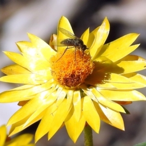 Geron sp. (genus) at Acton, ACT - 10 Apr 2019