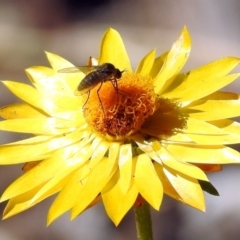 Geron sp. (genus) at Acton, ACT - 10 Apr 2019