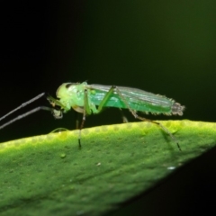 Axarus sp. (genus) (A non-biting midge) at Evatt, ACT - 5 Apr 2019 by TimL