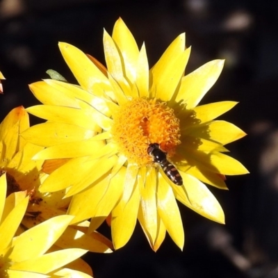 Melangyna viridiceps (Hover fly) at ANBG - 10 Apr 2019 by RodDeb