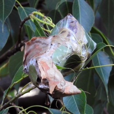 Dichocrocis clytusalis (Kurrajong Leaf-tier, Kurrajong Bag Moth) at Acton, ACT - 10 Apr 2019 by RodDeb