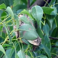 Dichocrocis clytusalis at Acton, ACT - 10 Apr 2019