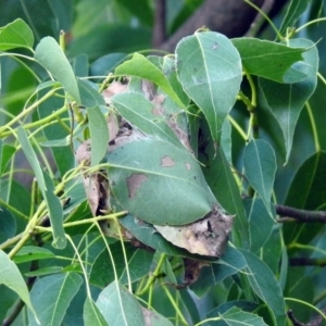 Dichocrocis clytusalis at Acton, ACT - 10 Apr 2019