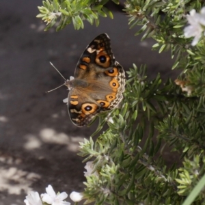 Junonia villida at Stromlo, ACT - 11 Apr 2019