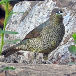 Ptilonorhynchus violaceus at Acton, ACT - 10 Apr 2019