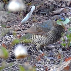 Ptilonorhynchus violaceus at Acton, ACT - 10 Apr 2019