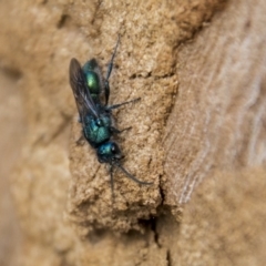 Aglaotilla sp. (genus) (Australian Velvet Ant) at Higgins, ACT - 6 Apr 2019 by AlisonMilton