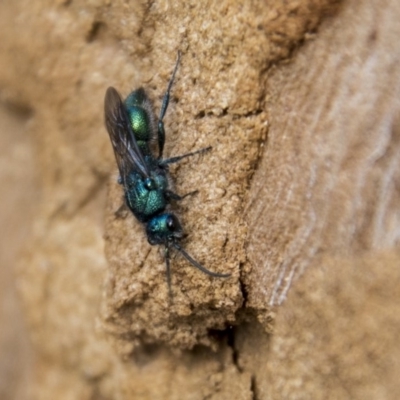 Aglaotilla sp. (genus) (Australian Velvet Ant) at Higgins, ACT - 6 Apr 2019 by AlisonMilton
