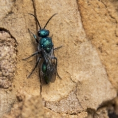 Aglaotilla sp. (genus) at Higgins, ACT - 6 Apr 2019 11:43 AM