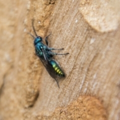 Aglaotilla sp. (genus) at Higgins, ACT - 6 Apr 2019 11:43 AM