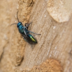 Aglaotilla sp. (genus) at Higgins, ACT - 6 Apr 2019 11:43 AM