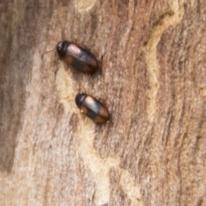 Tenebrionidae (family) at Higgins, ACT - 6 Apr 2019 11:47 AM