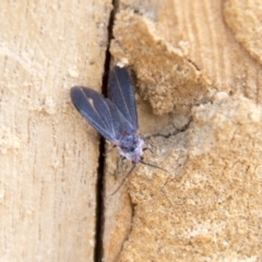 Monophlebidae sp. (family) (Mealy Bugs) at Higgins, ACT - 6 Apr 2019 by AlisonMilton