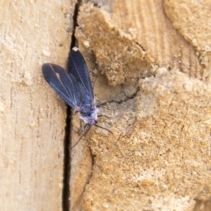 Monophlebidae sp. (family) at Higgins, ACT - 6 Apr 2019