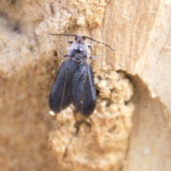 Monophlebidae sp. (family) at Higgins, ACT - 6 Apr 2019