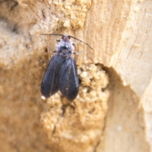 Monophlebidae sp. (family) at Higgins, ACT - 6 Apr 2019