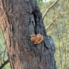 Unidentified at Tallong, NSW - 11 Apr 2019 by Margot