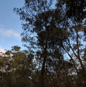 Allocasuarina littoralis at Tallong, NSW - 11 Apr 2019