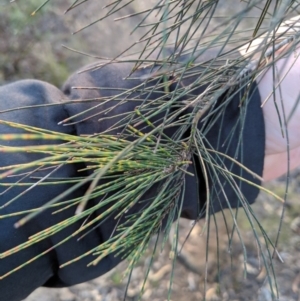 Allocasuarina littoralis at Tallong, NSW - 11 Apr 2019