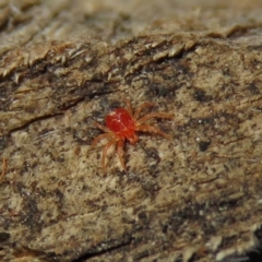 Acari (informal subclass) (Unidentified mite) at Hackett, ACT - 10 Apr 2019 by RodDeb