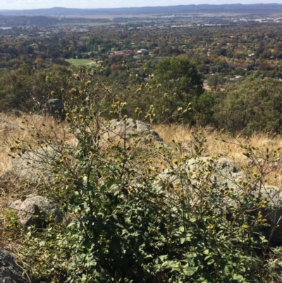 Bidens pilosa (Cobbler's Pegs, Farmer's Friend) at Red Hill, ACT - 11 Apr 2019 by mcosgrove